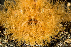 Hairy Frogfish by Todd Moseley 